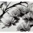 A small picture of Metallic Organza Ribbons